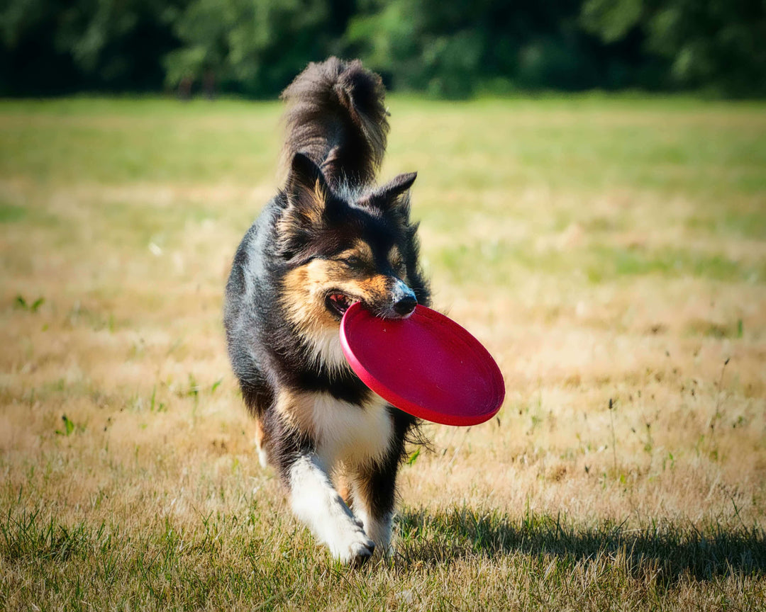 Fluffy black and tan dog running on dry grass with a red frisbee in its mouth during playtime in a park.
