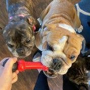 Hueso para buscar y masticar Spunky Pup: diseñado para masticadores agresivos