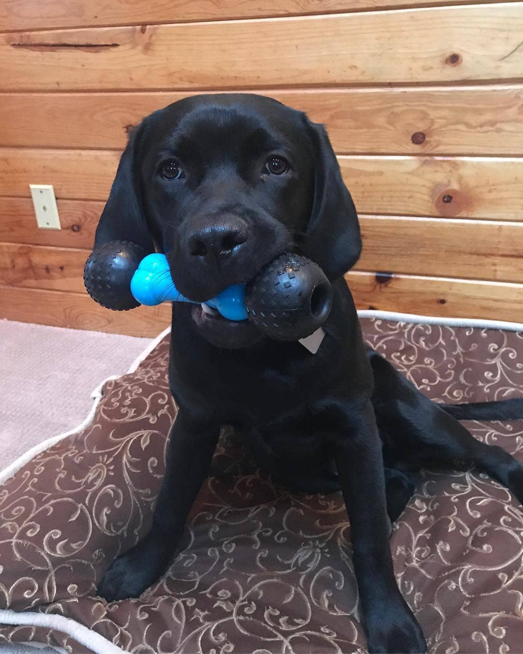 Hueso para buscar y masticar Spunky Pup: diseñado para masticadores agresivos