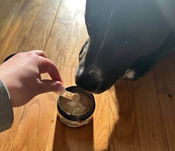 Polvo postbiótico para la salud intestinal Pet Releaf Rituals