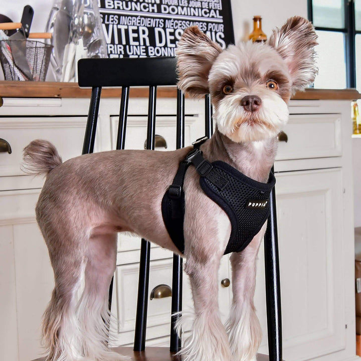 Puppia Soft C Dog Harness – Comfortable, Secure & Lightweight-BLACK