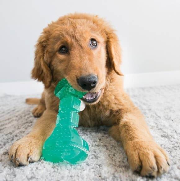 Juguete masticable para perros KONG® Squeezz® Dental Stick, mediano