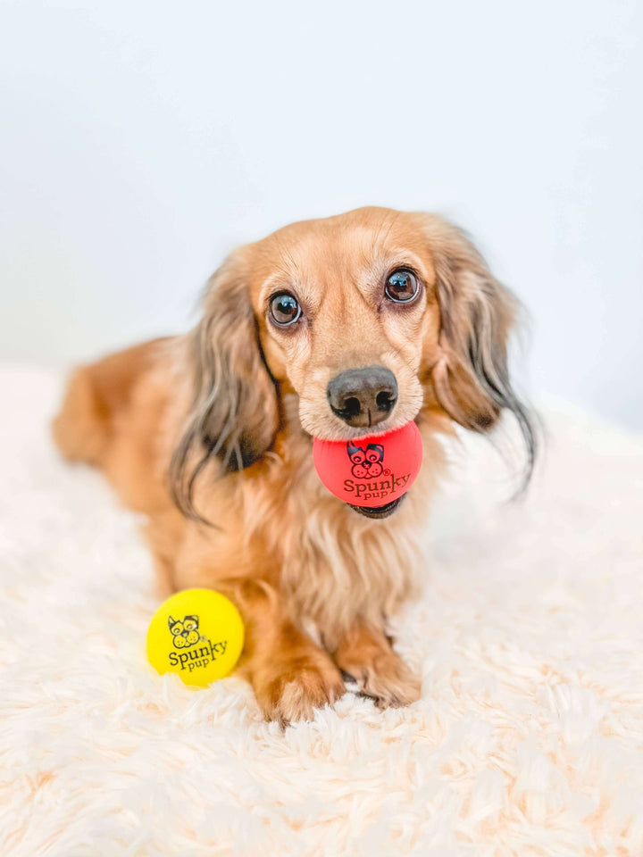 Fetch & Glow by Spunky Pup