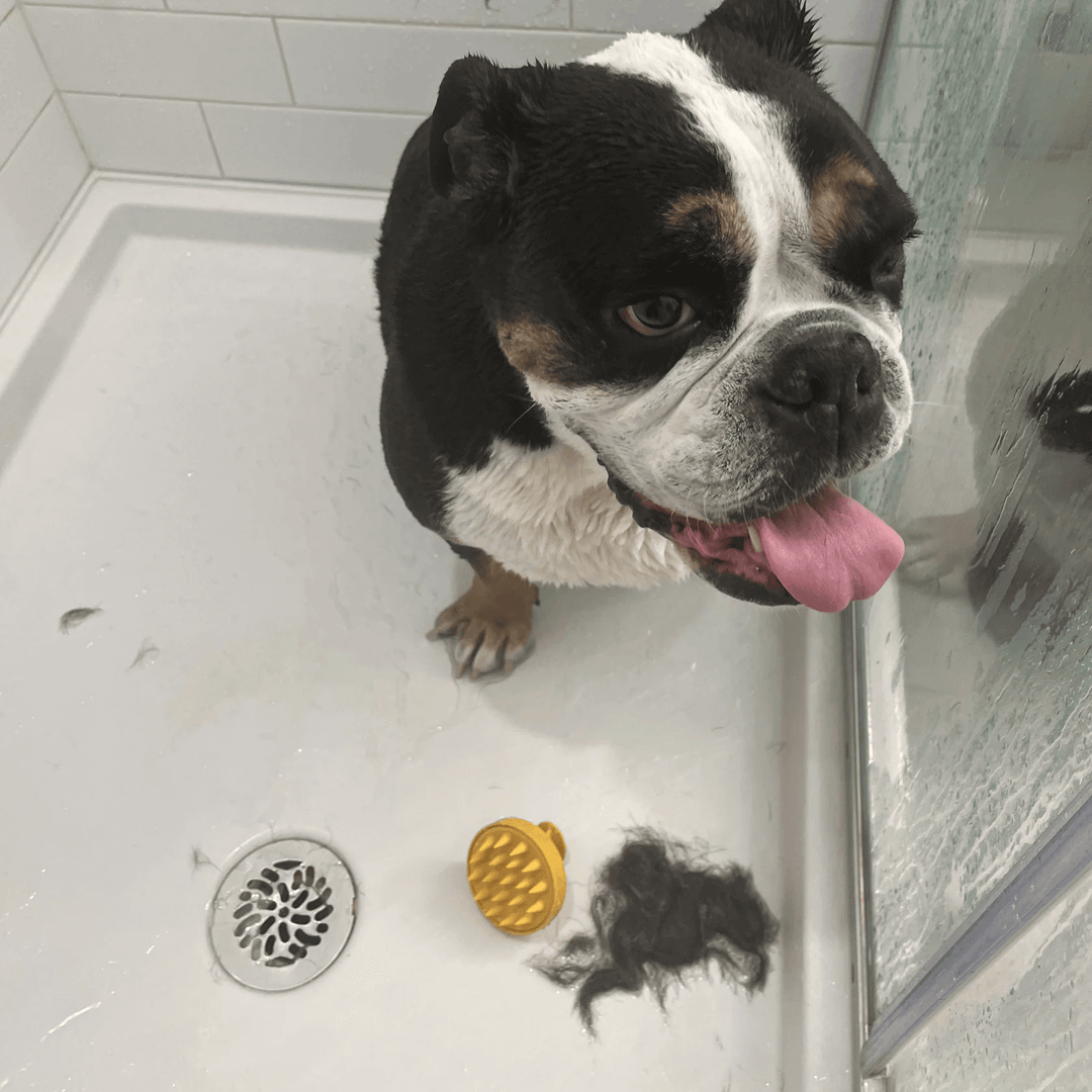 Wet bulldog in a shower with Monty's yellow dog shampoo brush and clump of fur, showcasing effective pet grooming and shedding care.