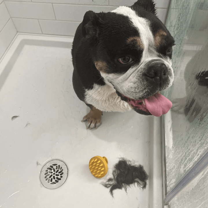 Wet bulldog in a shower with Monty's yellow dog shampoo brush and clump of fur, showcasing effective pet grooming and shedding care.