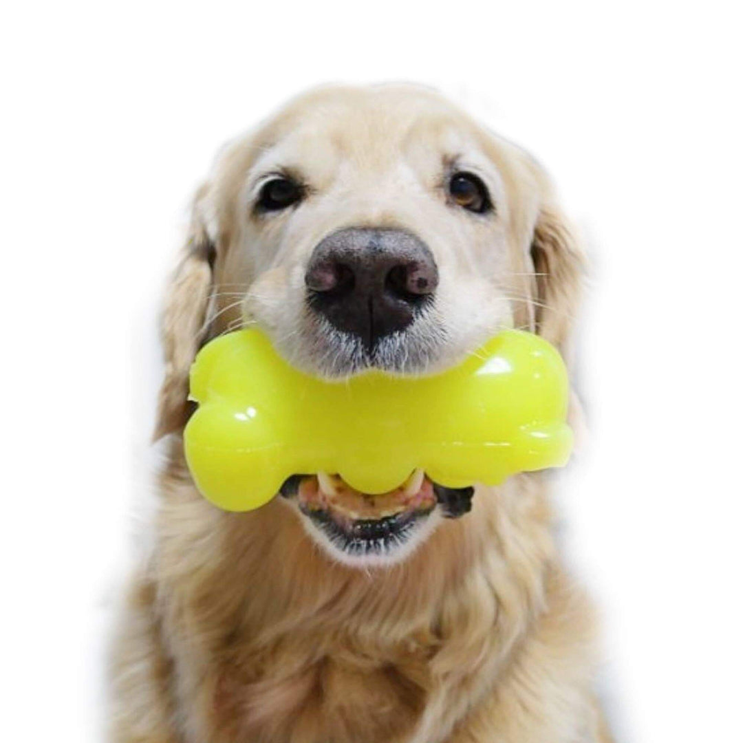 Dog holding a yellow bone-shaped toy in its mouth against a white background