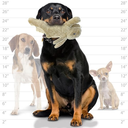 Dog holding a rabbit dog toy with three other dogs of different sizes on a measurement chart.