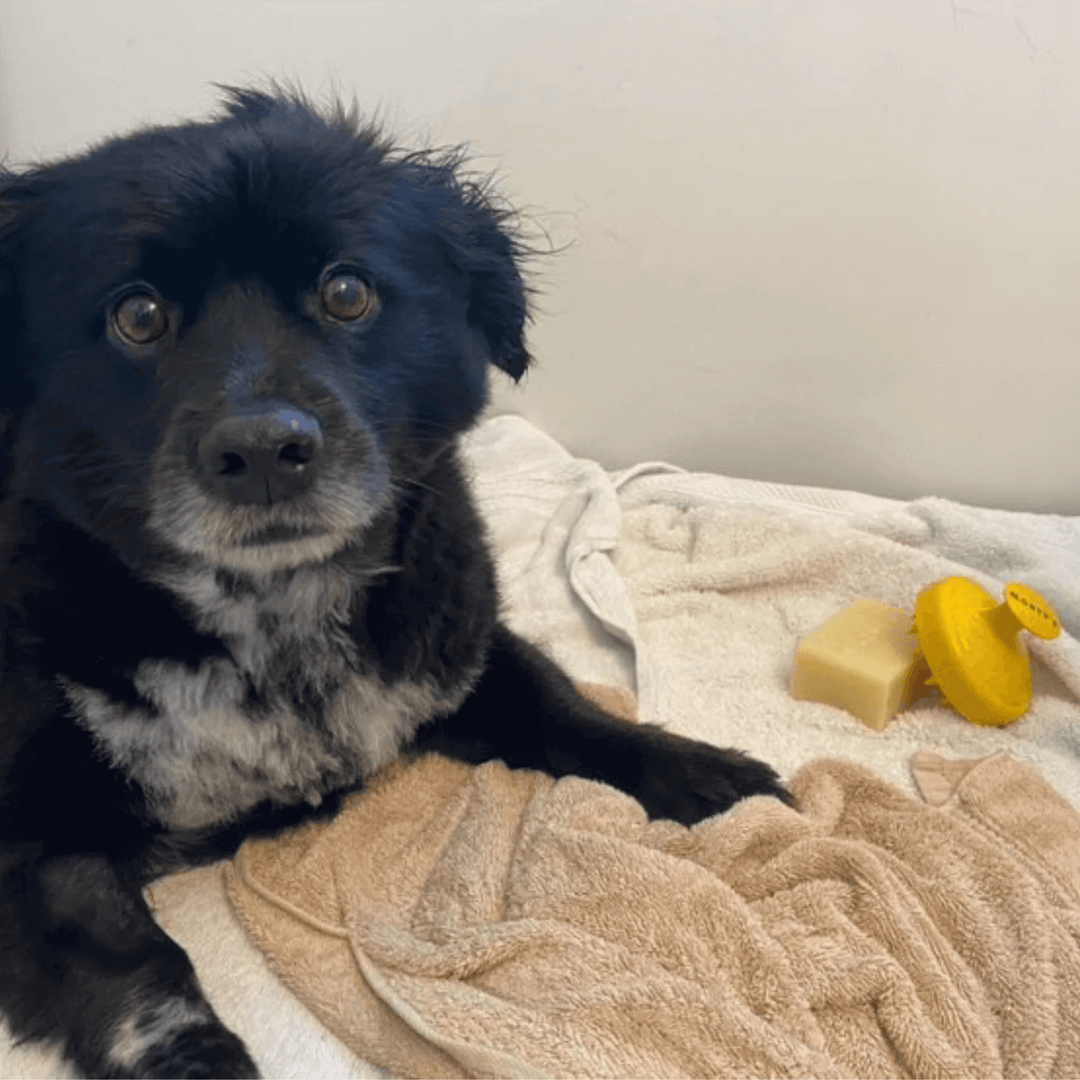 Black dog lying on towels next to Monty's natural pet shampoo bar and yellow shampoo brush, highlighting gentle and eco-friendly grooming.