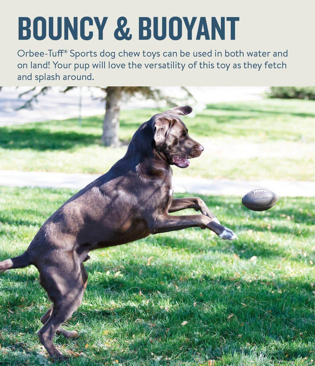 Chocolate Lab jumping in mid-air to catch the Orbee-Tuff football dog toy in a grassy Washington DC park