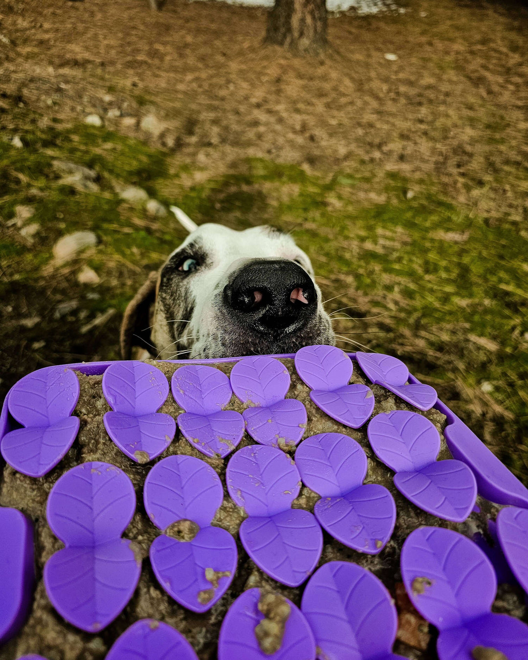 Close-up of Great Dane’s nose sniffing a messy purple dog lick mat