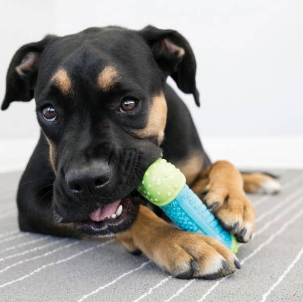 Large black and tan dog chewing on KONG CoreStrength blue and green bone toy on a gray rug