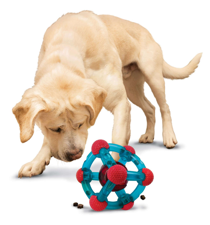 Labrador playing with KONG Tinker treat-dispensing dog toy, treats falling out during play.