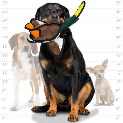 Rottweiler holding a plush flying duck dog toy in its mouth, with dog size chart and two smaller dogs in the background.