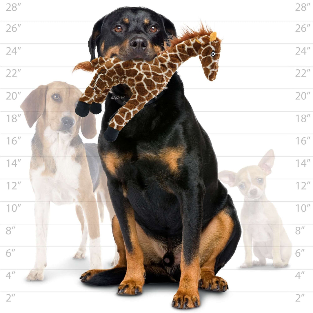 Large black and tan dog holding durable plush giraffe dog toy – size comparison for Mighty Giraffe