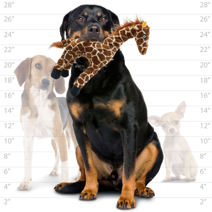 Large black and tan dog holding durable plush giraffe dog toy – size comparison for Mighty Giraffe