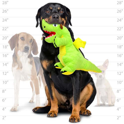 Large Rottweiler sitting and holding a green dragon plush dog toy in its mouth, with height chart and other dog breeds in background.