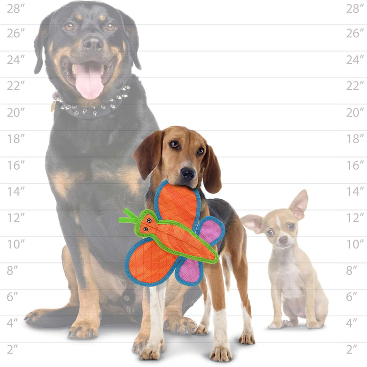 Medium-sized brown dog holding a colorful butterfly dog toy in its mouth, size comparison with small and large breeds