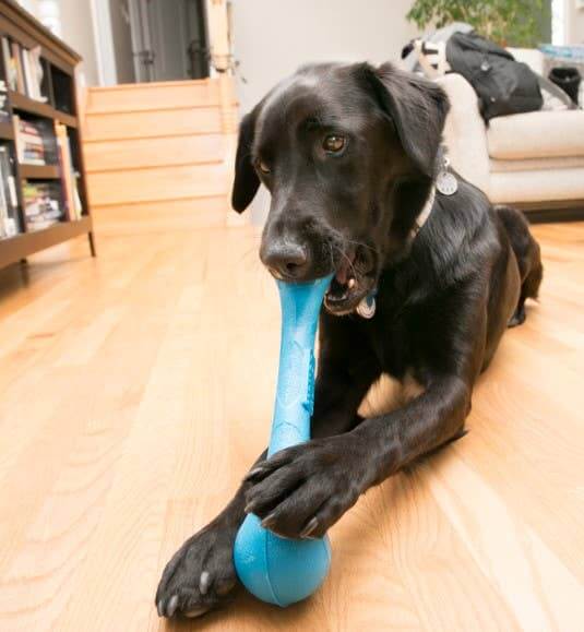 Black Labrador chewing on a blue KONG Squeezz Stick toy indoors on hardwood floor in Washington DC