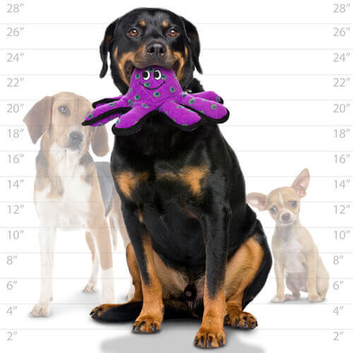 Rottweiler holding a purple octopus dog toy, demonstrating the plush toy's size and durability for large dogs, with a size comparison chart in the background.