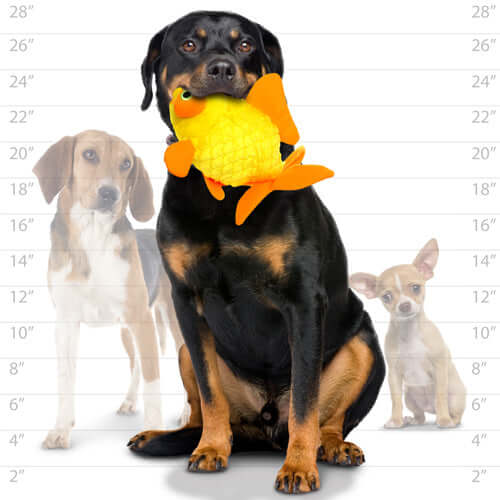 Large Rottweiler holding plush goldfish dog toy in mouth, with Beagle and Chihuahua beside a height chart for size reference.