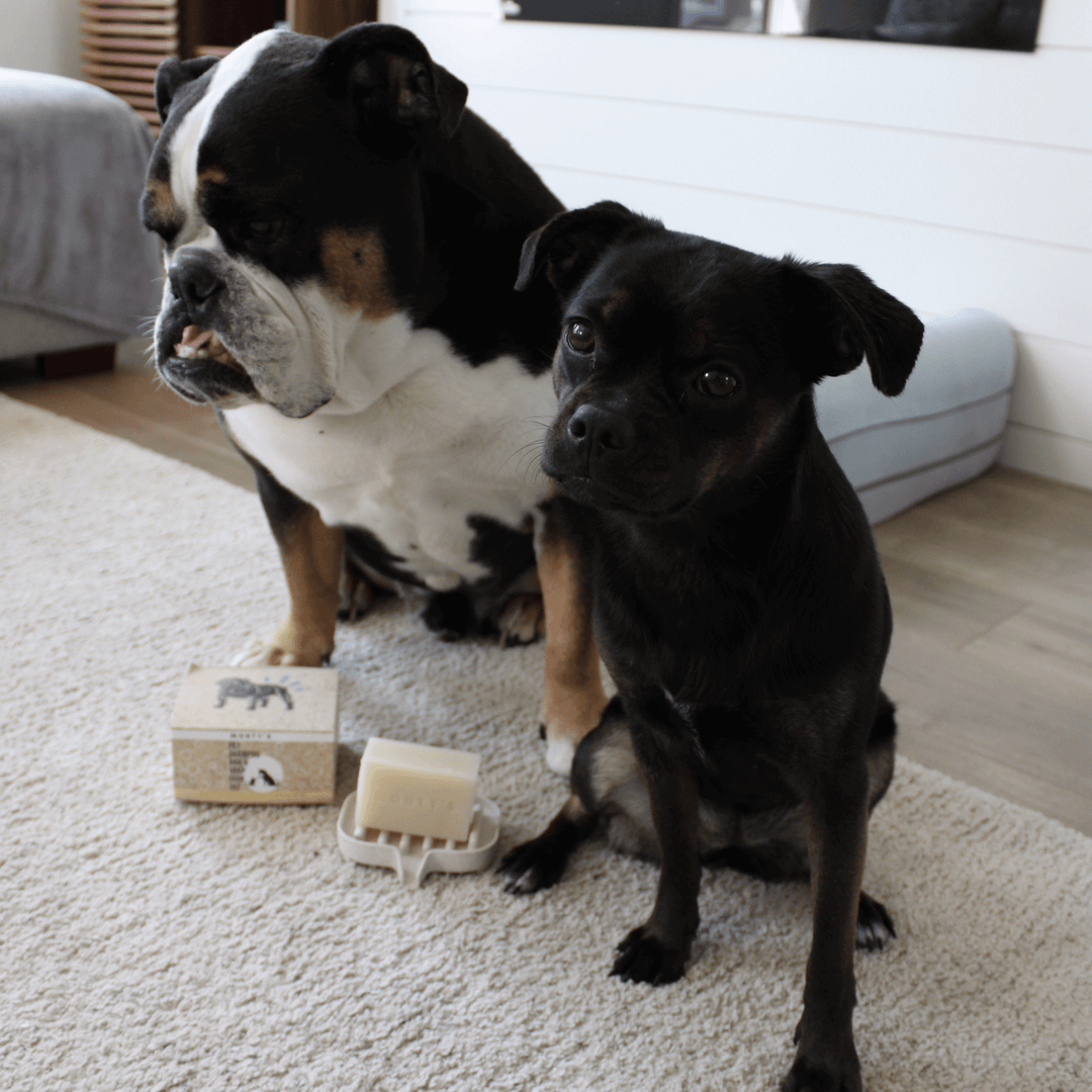 Two dogs sitting on a carpet with Monty's natural pet shampoo bar and packaging, highlighting eco-friendly and gentle pet grooming care.