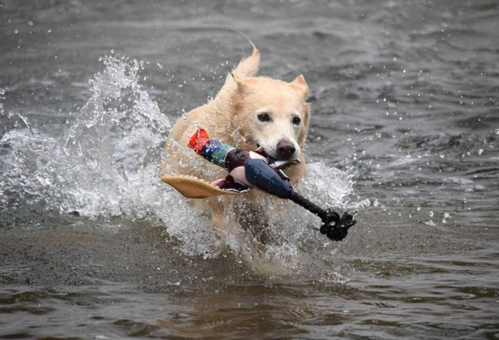 Dog running through water with a toy in its mouth