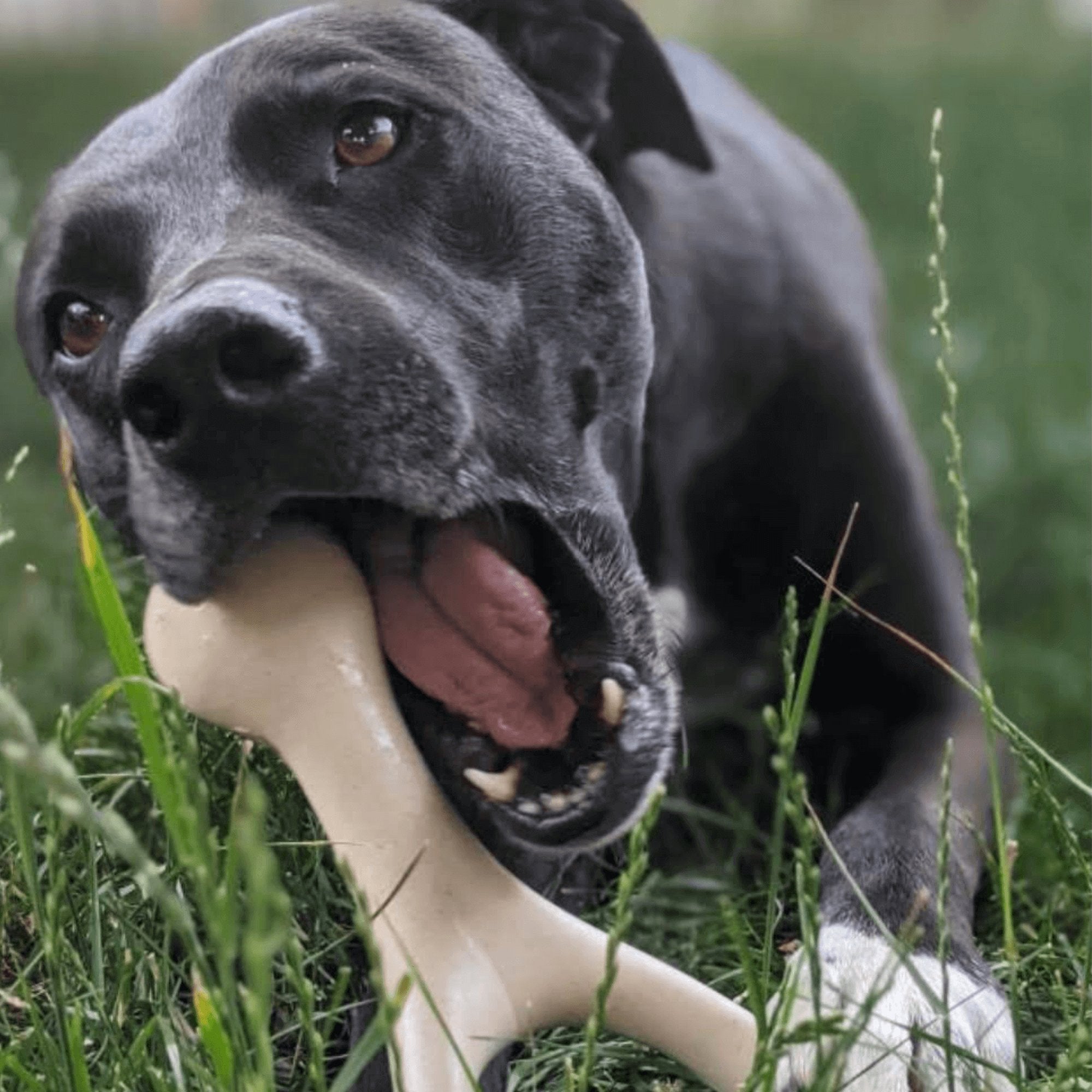 Top Dog Treats