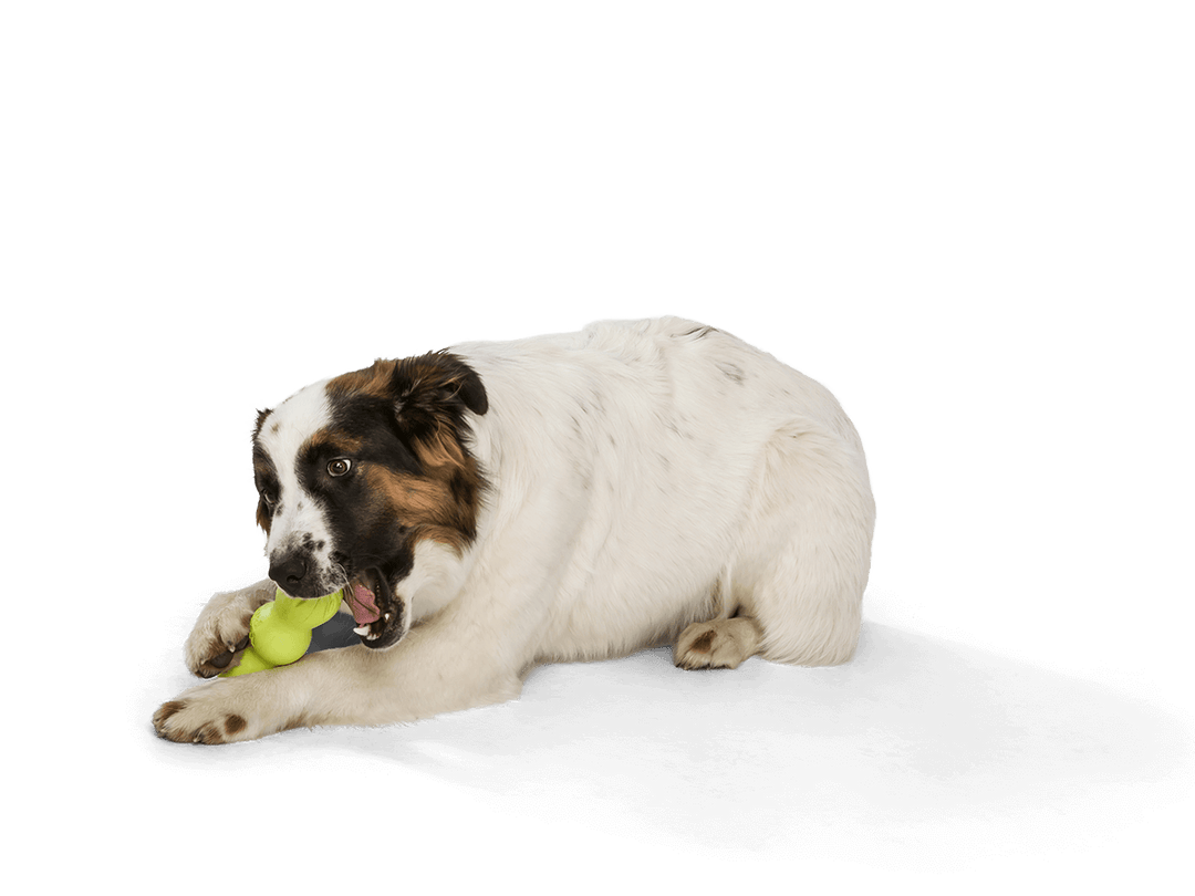 West Paw Rumpus® Dog Chew Toy: Tangerine