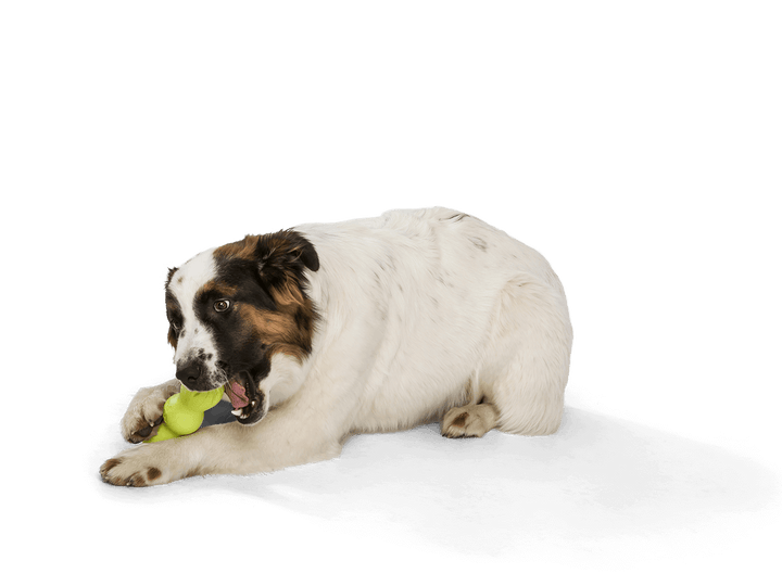 West Paw Rumpus® Dog Chew Toy: Tangerine