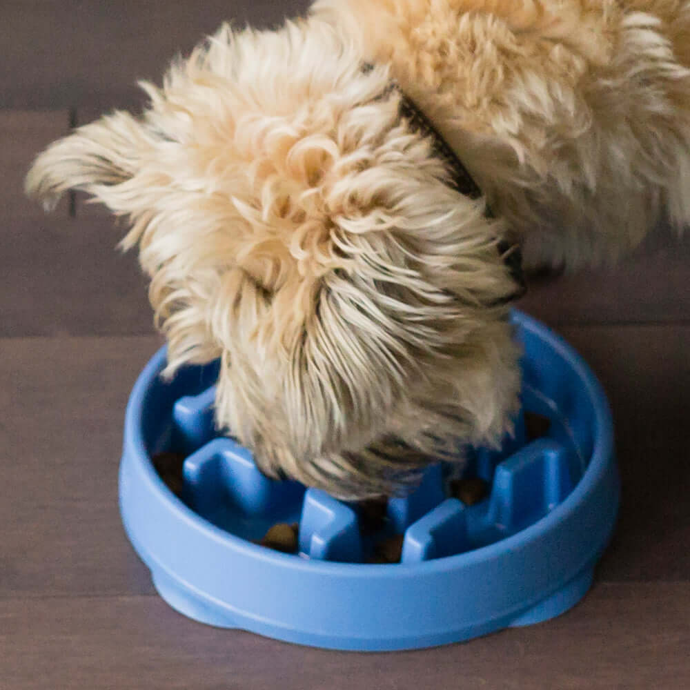 A small, fluffy dog with light-colored fur eats from a blue slow feeder bowl on a hardwood floor. The dog’s head is down as it focuses on retrieving kibble from the maze-like pattern of the bowl, designed to slow down its eating