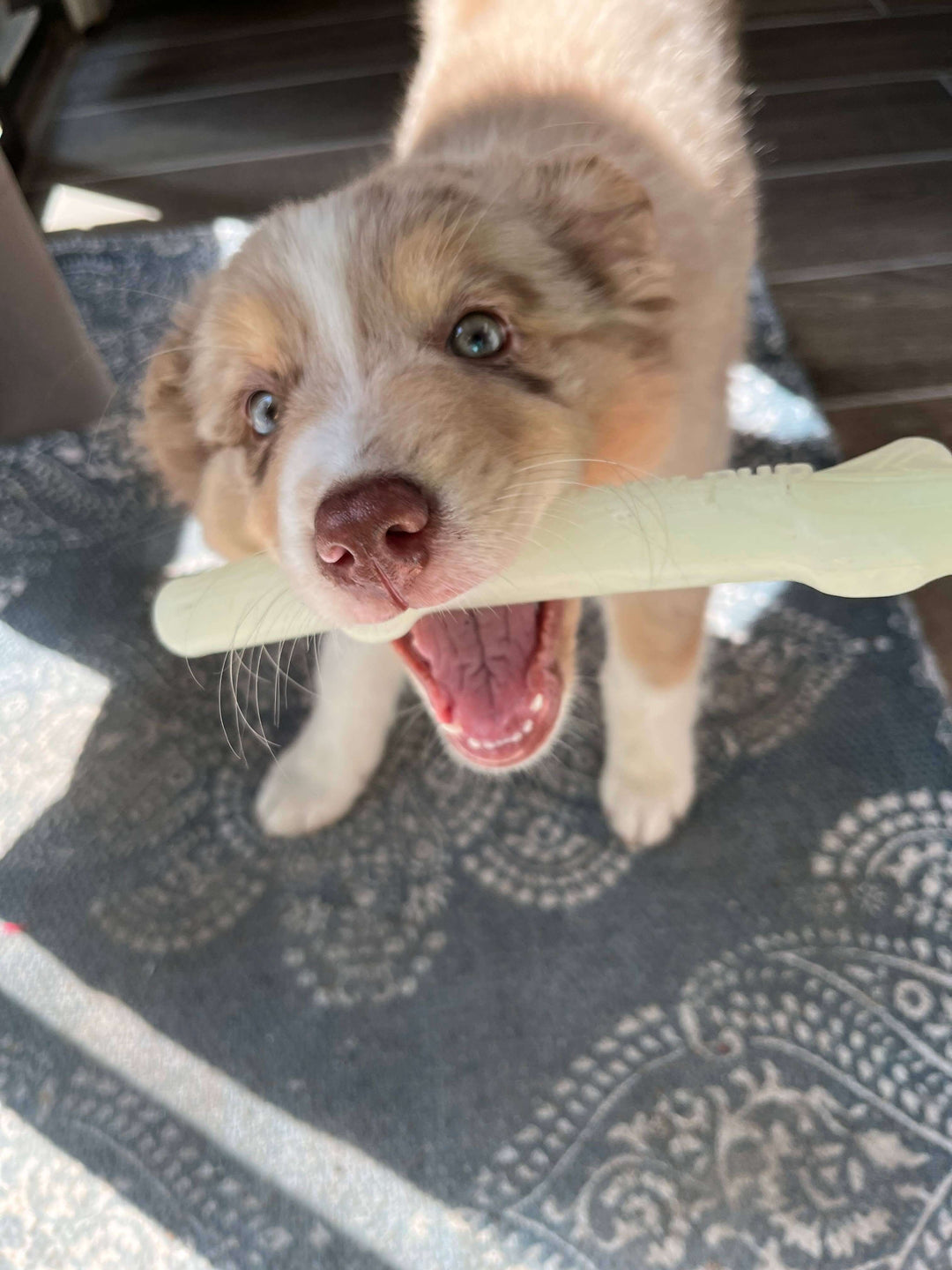 Spunky Pup Fetch & Glow Stick