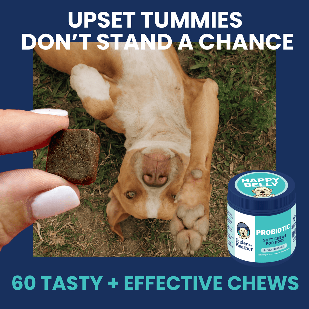 Under the Weather Probiotic Chews for Dogs