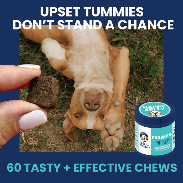 Under the Weather Probiotic Chews for Dogs