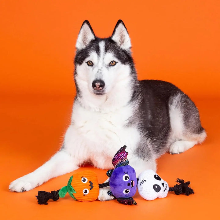 Dog with Halloween-themed toys on an orange background