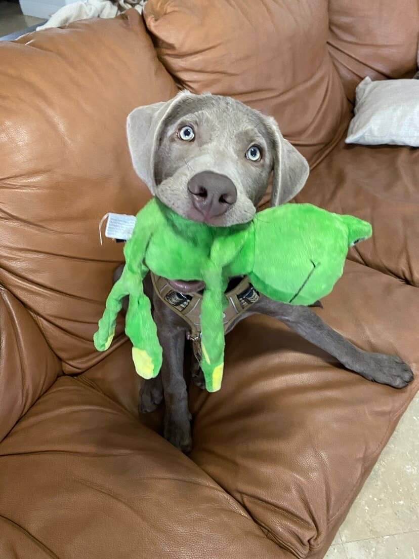 Frog Squeaker