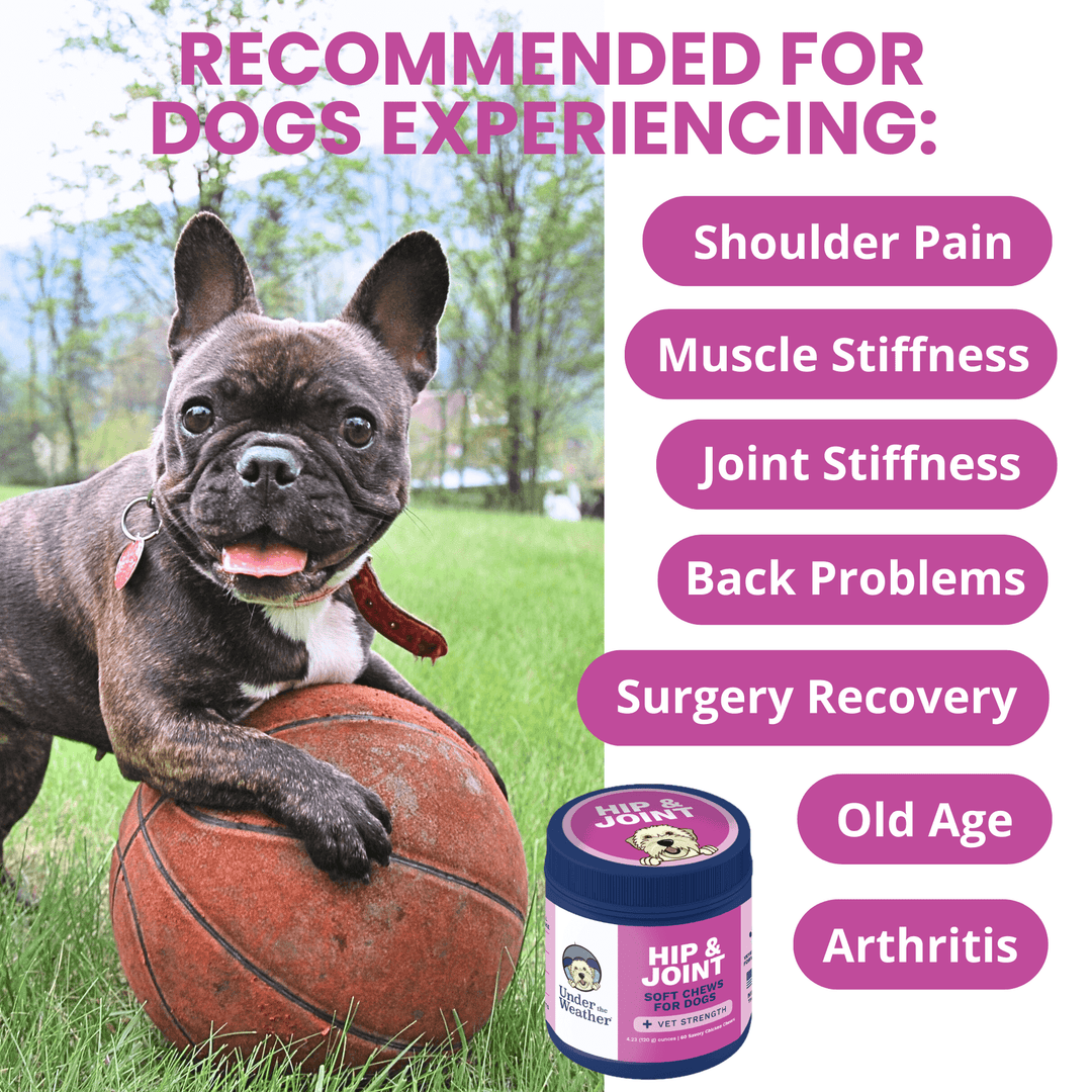 Hip & Joint Mobility Soft Chews for Dogs