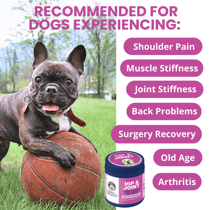 Hip & Joint Mobility Soft Chews for Dogs