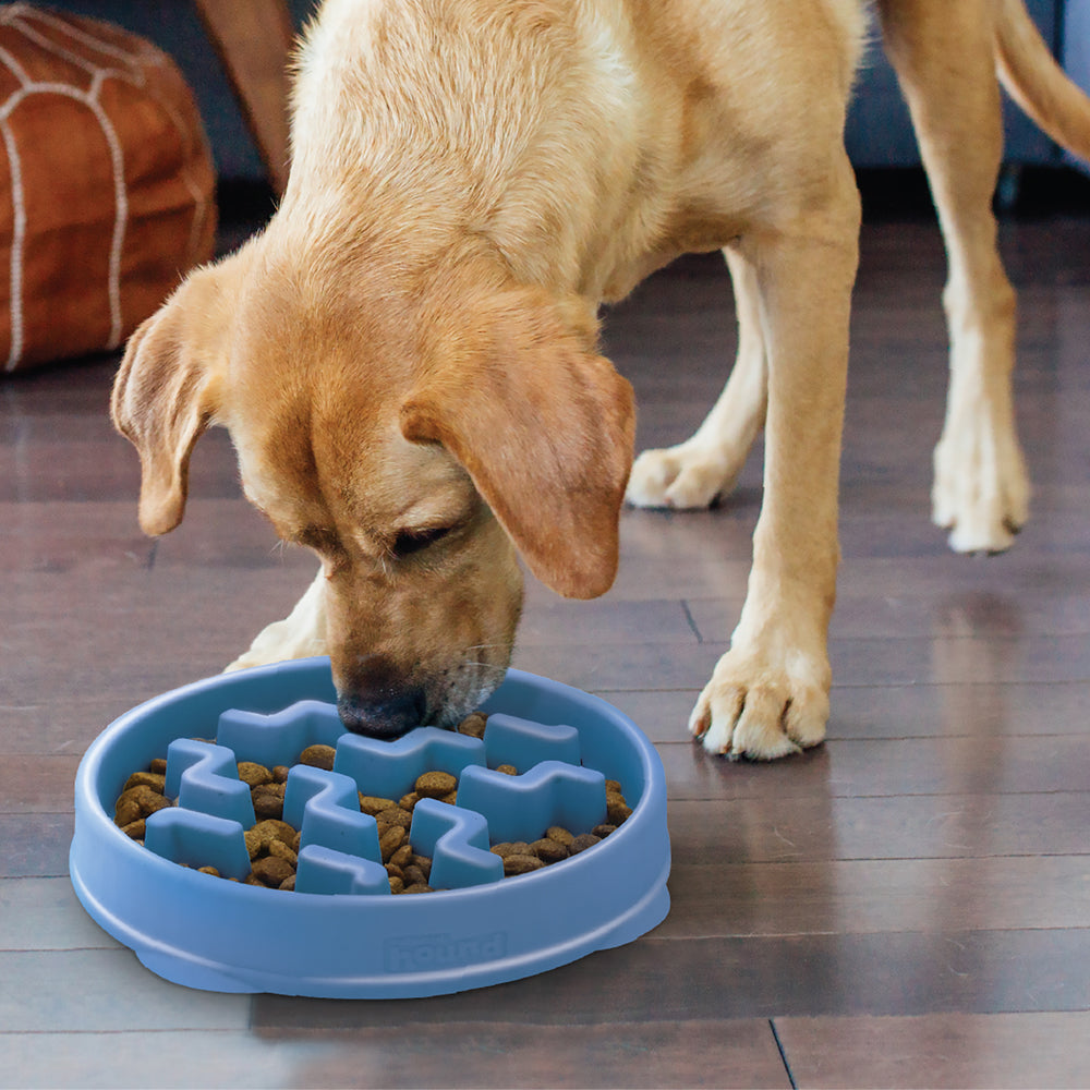 A yellow Labrador Retriever eats from a blue slow feeder bowl on a hardwood floor. The dog focuses on the kibble, which is scattered in the bowl's maze-like pattern, designed to slow down eating.