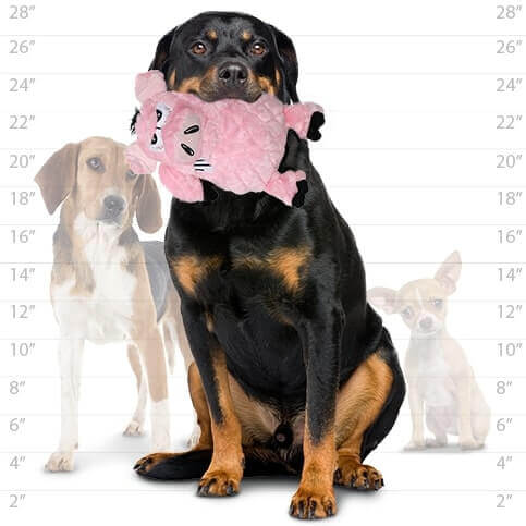 Large dog holding a pink plush pig-shaped dog toy with an angry expression, with a size chart in the background and two smaller dogs.