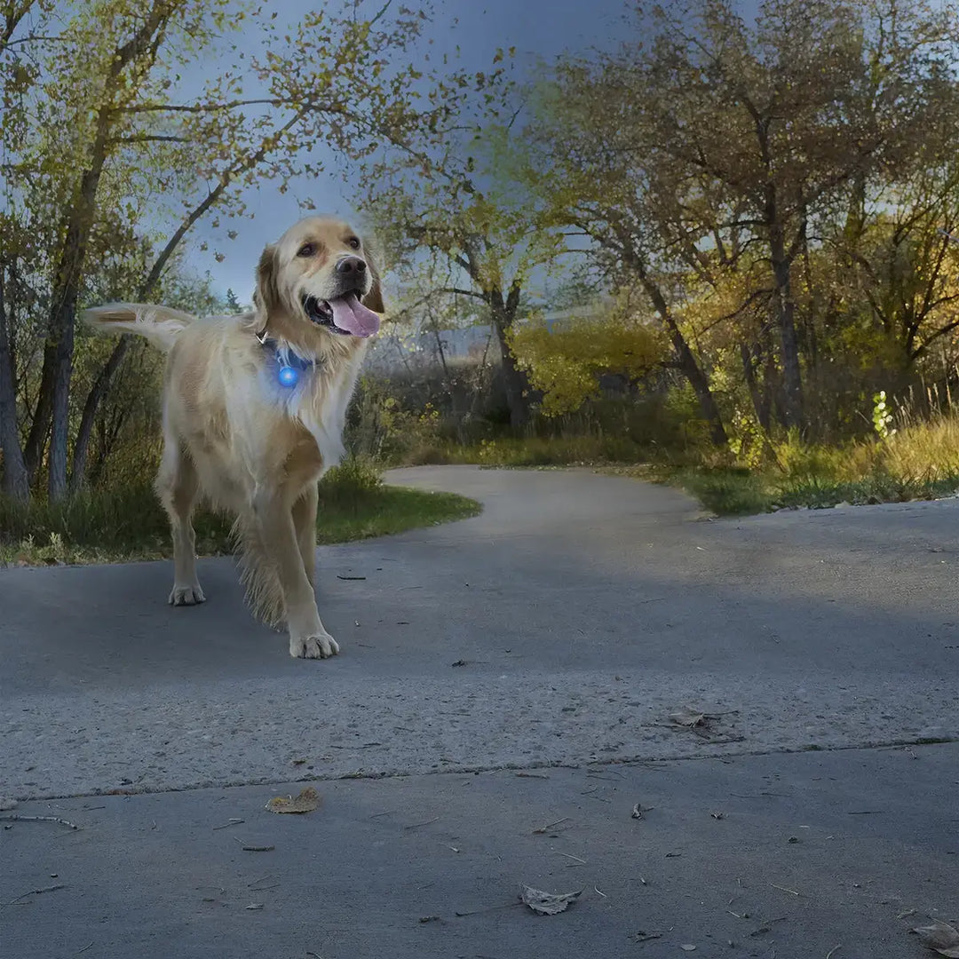 Nite Ize SpotLit® Rechargeable Collar Light - Blue