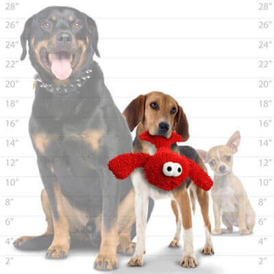 Three dogs in front of a height chart: Rottweiler, Beagle holding a red plush toy with large eyes, and a Chihuahua. Chart ranges 2-28 inches.