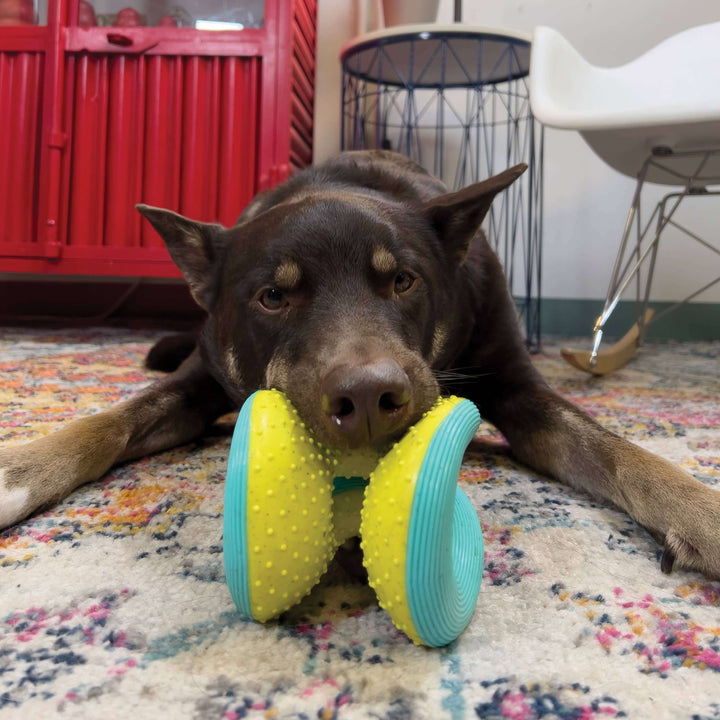 KONG® Rerun Whoosh Ball Dog Fetch Toy Small/Medium