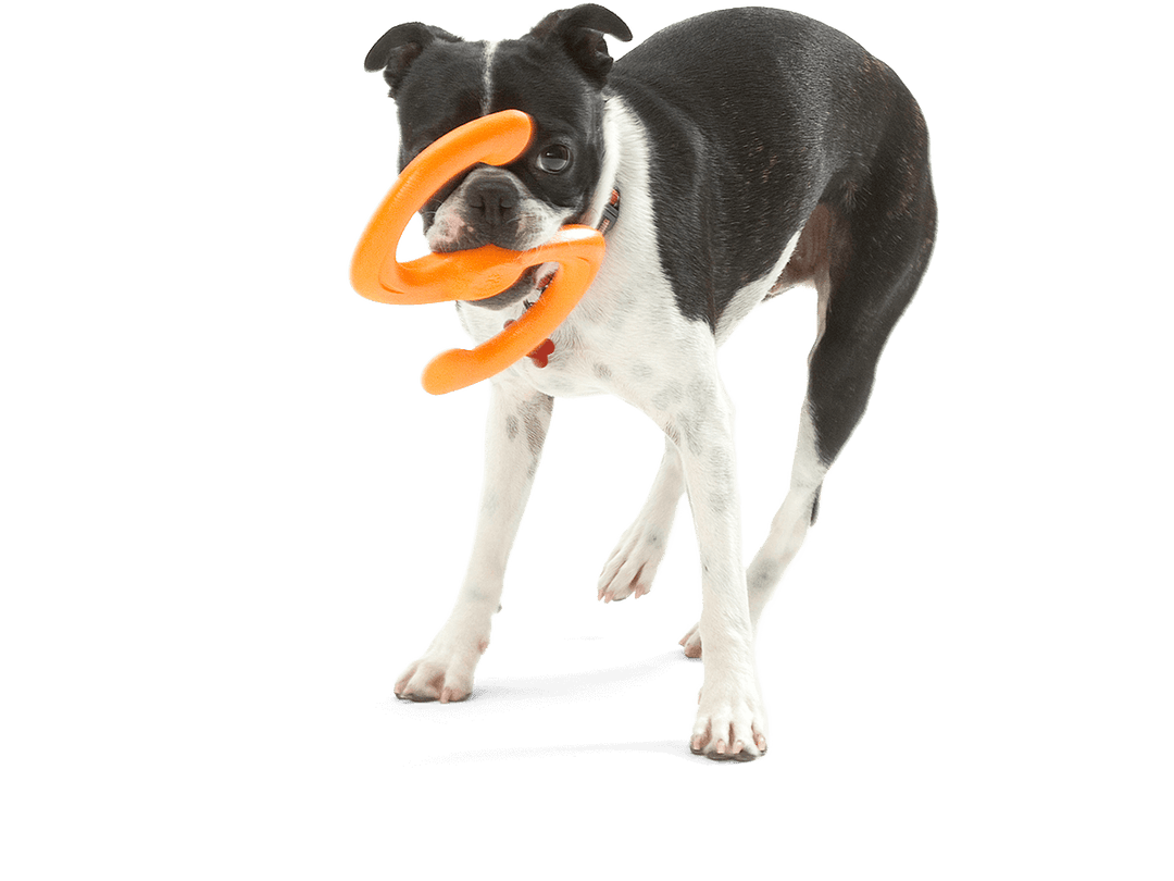 Bumi® Dog Toy for Chew, Tug, and Fetch: Tangerine / Small