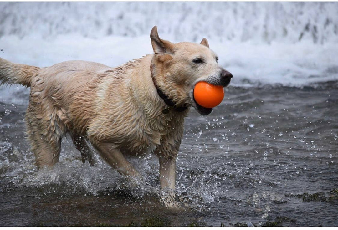 Fetch and Glow Ball