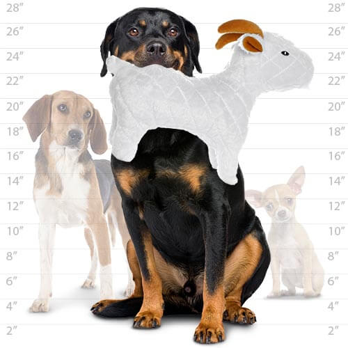 Three dogs in front of a height chart: Rottweiler holding a plush goat toy, a Beagle, and a Chihuahua. Chart ranges 2-28 inches.