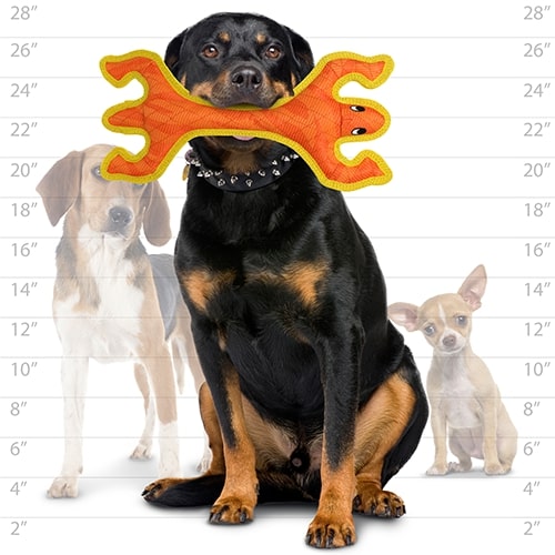 Rottweiler holding an orange and yellow lizard-shaped dog toy in its mouth, with size comparison chart and smaller dogs in the background.