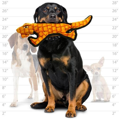 A Rottweiler holding the plush Gila monster dog toy in its mouth, with size comparisons to a Beagle and Chihuahua in the background.