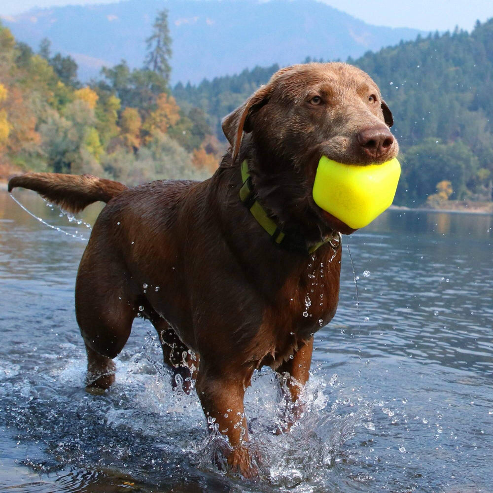 Dog running in water with a yellow ball, surrounded by trees and mountains.