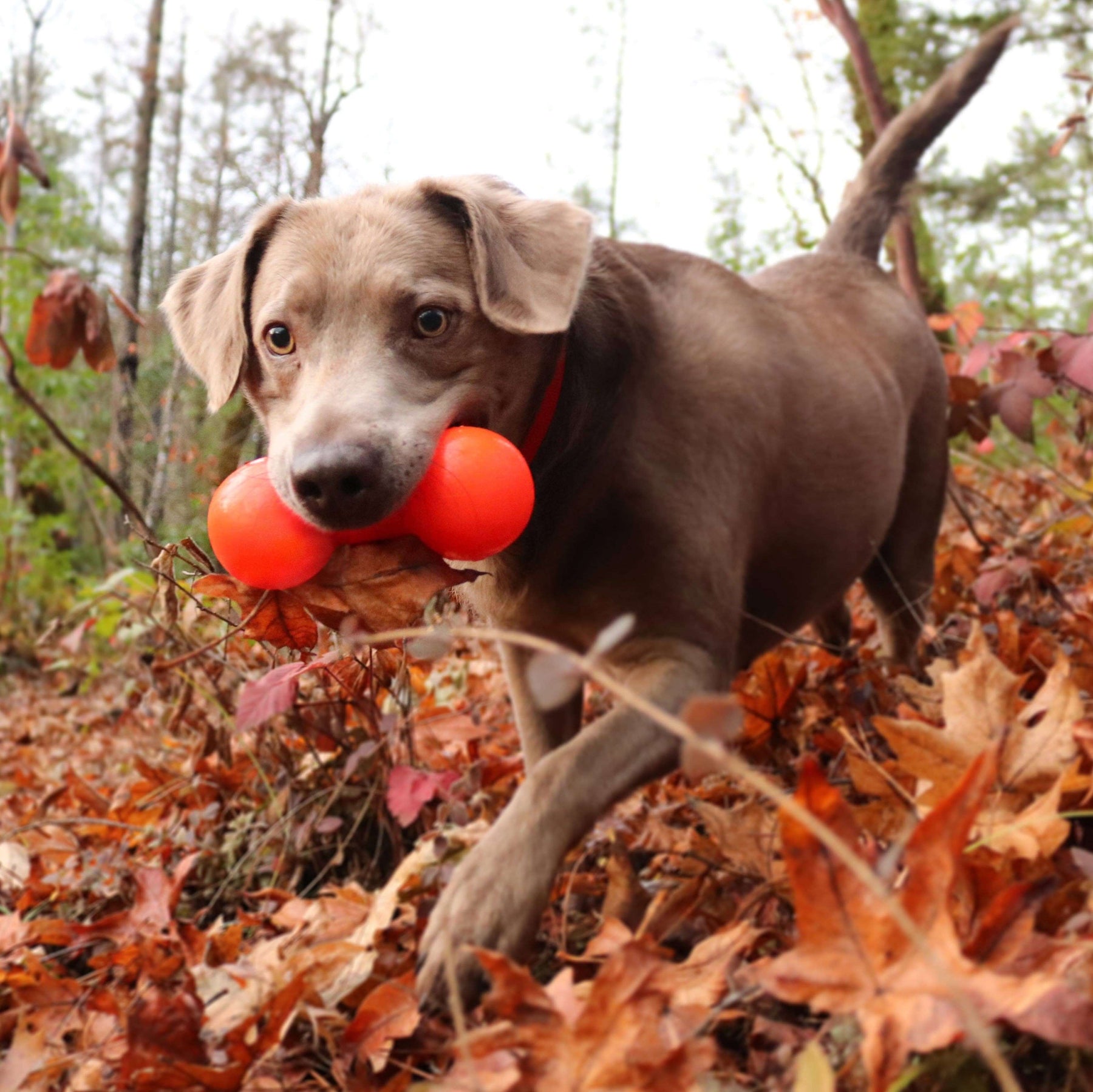 Dog with a red ball in its mouth running through a forest with fallen leaves