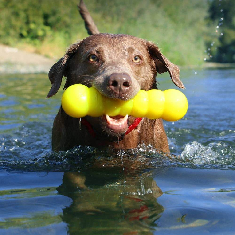 Dog playing in water with a yellow toy